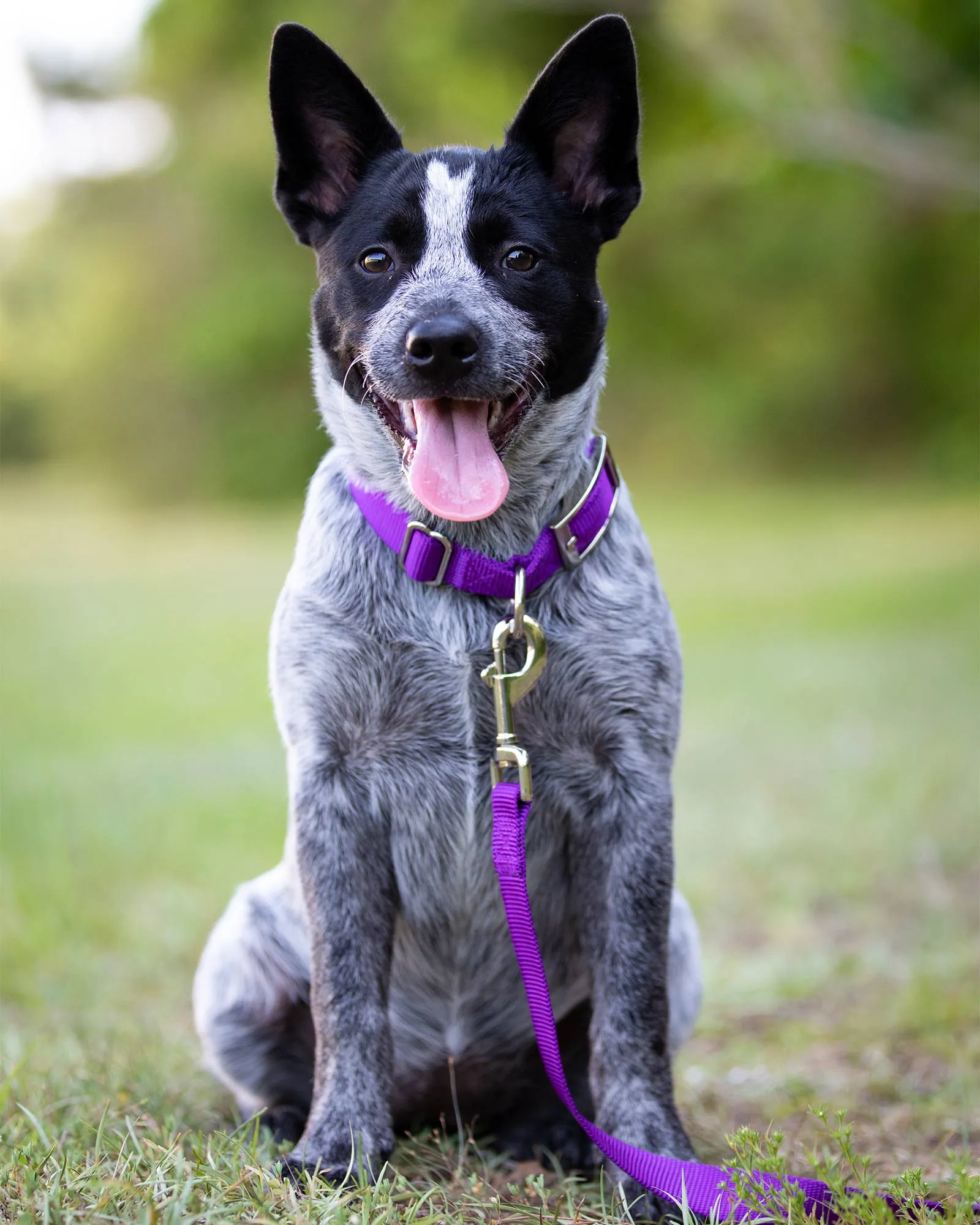 5/8" Nylon Dog Leash, 4' L