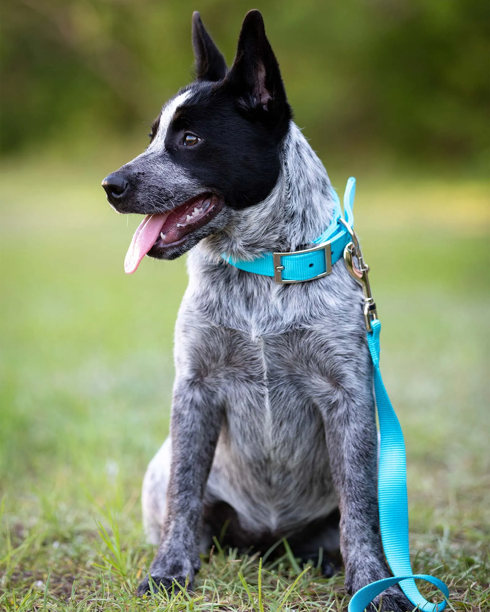 5/8" Nylon Dog Leash, 4' L