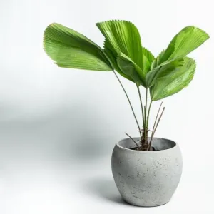 Concrete Planter - Volta