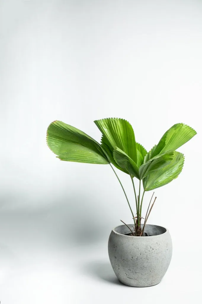 Concrete Planter - Volta