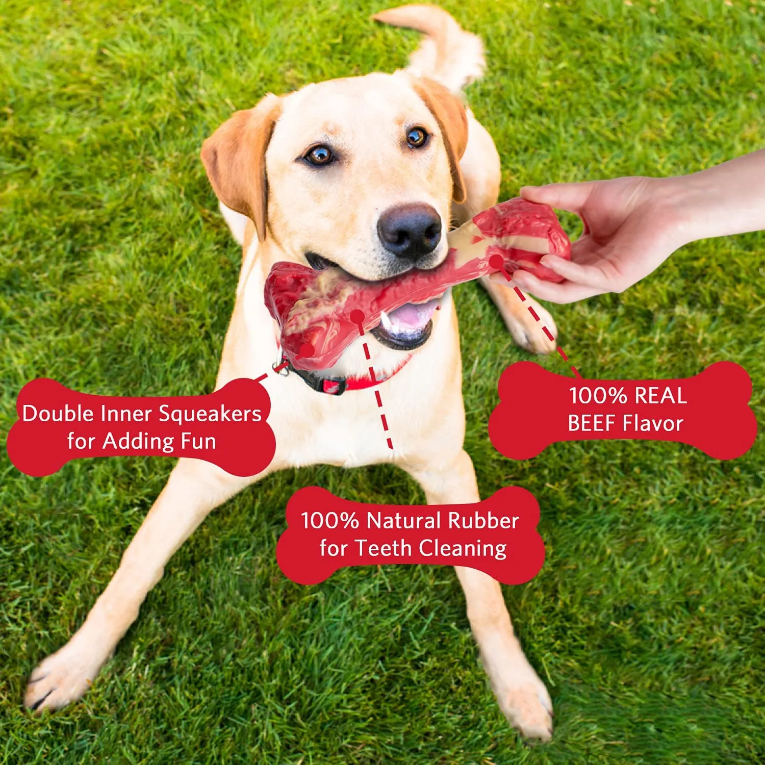 QUMY Dog Chew Toys Squeaky Bone